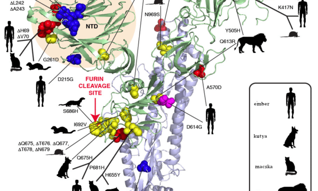 A SARS-CoV-2-tüskében kialakuló mutációk hosszabb távú, emberről emberre terjedés és emberről állatra történő átvitel során